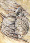 3Z8299.jpg (81428 octets)