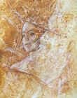 3z8029.jpg (115639 octets)