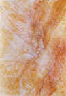 3z8089.jpg (81992 octets)