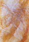 3z8099.jpg (93512 octets)