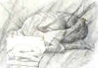3Z9071.jpg (92826 octets)