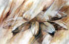 3Z9221.jpg (62225 octets)